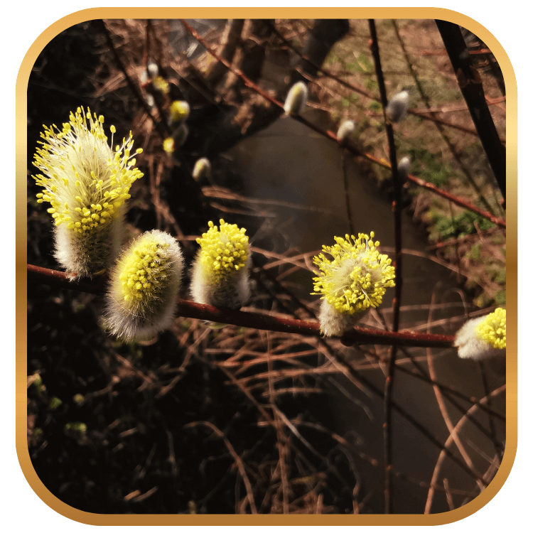 5 bourgeons sur branche d'arbre